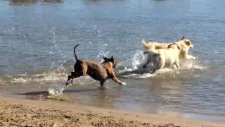 El bruno a l`illa dels gossos