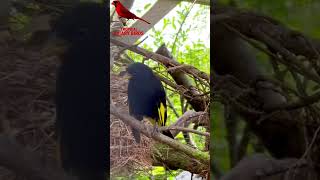 Download lagu Black Siskin | Bird Aviary | Bird Song mp3 Download lagu Black Siskin | Bird Aviary | Bird Song mp3
