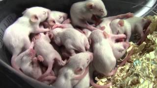 Mice breeding project
