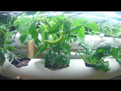 Neill's Hydroponics April 2018