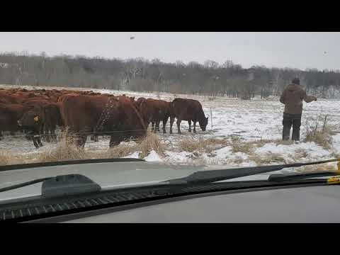 What the heck? Cattle ignoring hay in 7 below zero temps, eating stockpiled grass instead.