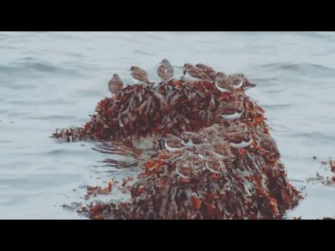 The Argyll Sea Kayak Trail - Sea Kayaking in Scotland