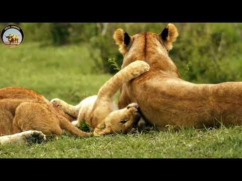 La Carrera Mortal – La Gacela de Thomson y el Dueño de la Velocidad #animales #animalessalvajes