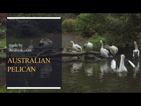 Pelikán austrálsky (Pelecanus conspicillatus) — Australian Pelican