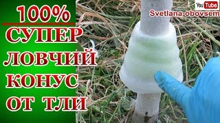 Как сделать ловчий пояс для плодовых деревьев