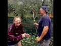 Olive Harvest in Italy Abruzzo
