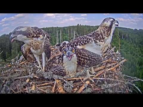 Osprey chicks snuggle to the bottom of the nest when the mother warns of danger.