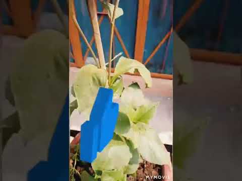 Flower short status  many flower in my channel Vimla Sunal flowers galaxy