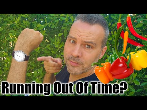 6 Ways to Speed Up Pepper Growth & Fruiting
