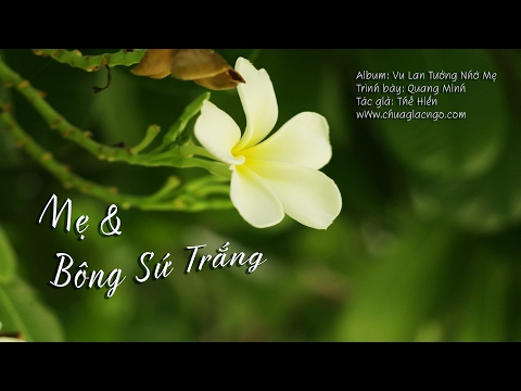 Mẹ và bông sứ trắng