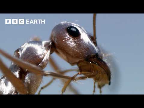 Ants Tolerate Heat That Could Kill Land Animals | Narrated by David Attenborough | BBC Earth