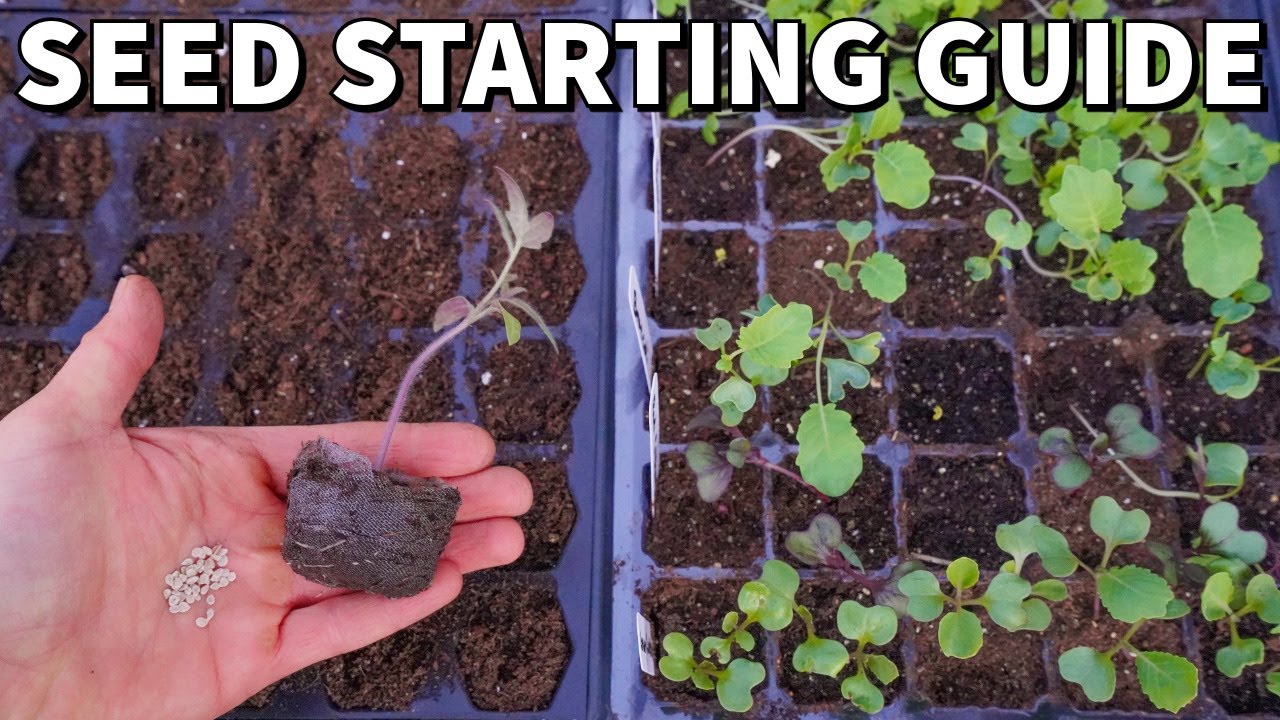 The Ultimate Beginner's Guide To STARTING SEEDS Indoors