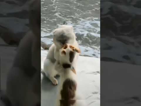 #shorts #cat #hashtags