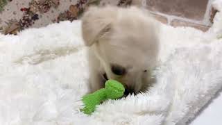 ハーフ犬の動画01