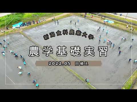 新潟食料農業大学 2022年度農学基礎実習”田植え”