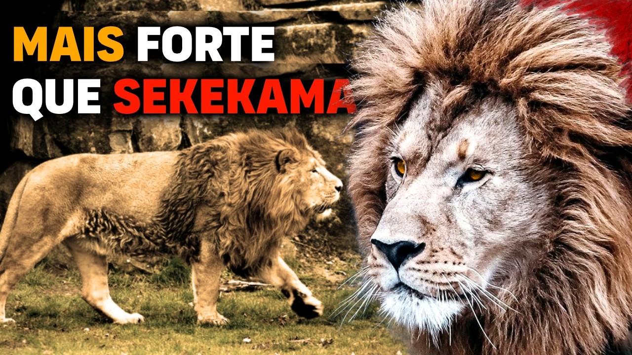 Not even SEKEKAMA is STRONGER than this lion | Barbary Lion the STRONGEST LION IN THE WORLD
