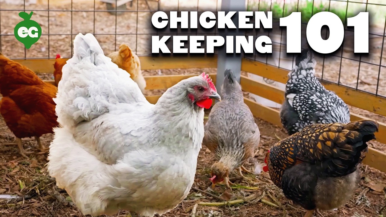 Watch This BEFORE You Keep Chickens 🐔
