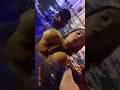 Hot Bangladeshi Girl Tranding Shorts Shorts Short Youtubeshorts