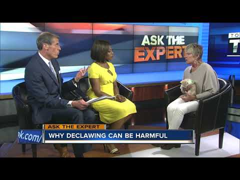 Expert talks alternatives to declawing your cat