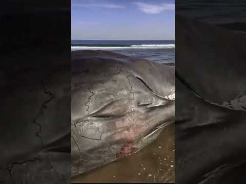 Whale #Al Masna beach oman#viralvideo #travel #trending #nature #1000subscriber