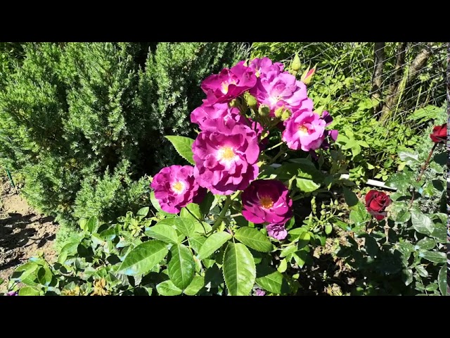 Роза Рапсоди ин блю (Rhapsody in Blue)