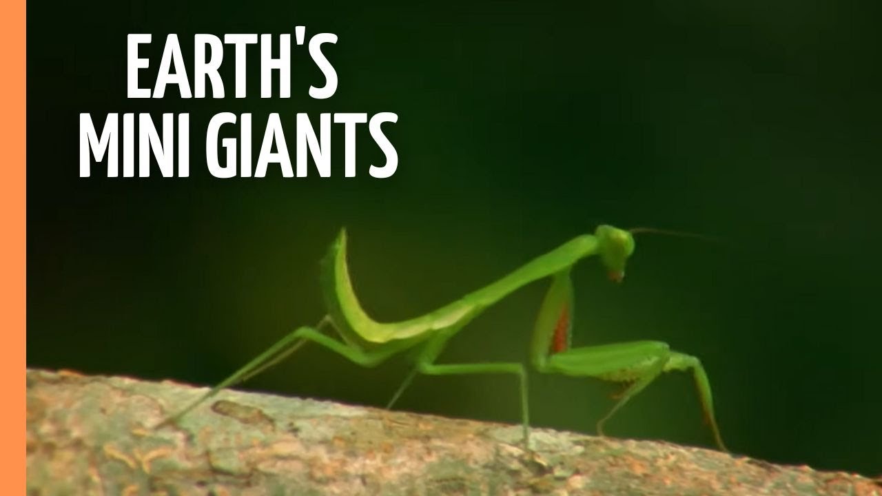 The World of Insects - Unveiling Earth's Mini Giants | Full Documentary
