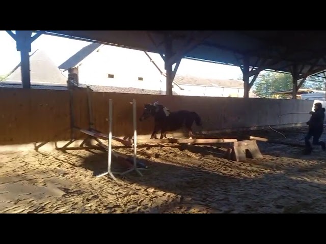 A vendre Ol&eacute;a d'Haligan PFS pie 