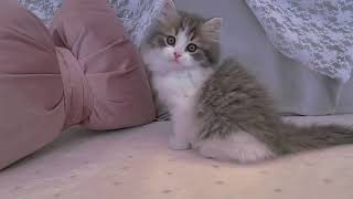 スコティッシュストレートの動画01