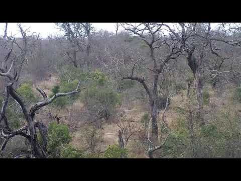 Djuma Private Game Reserve Live Stream