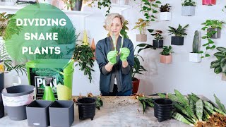 Dividing Snake Plants 🐍 🌱 Potting in Lechuza Pon Substrate