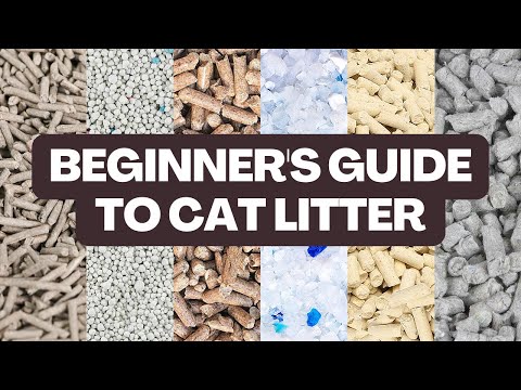 What TYPE of Cat Litter Should You Buy? // Beginner's Guide