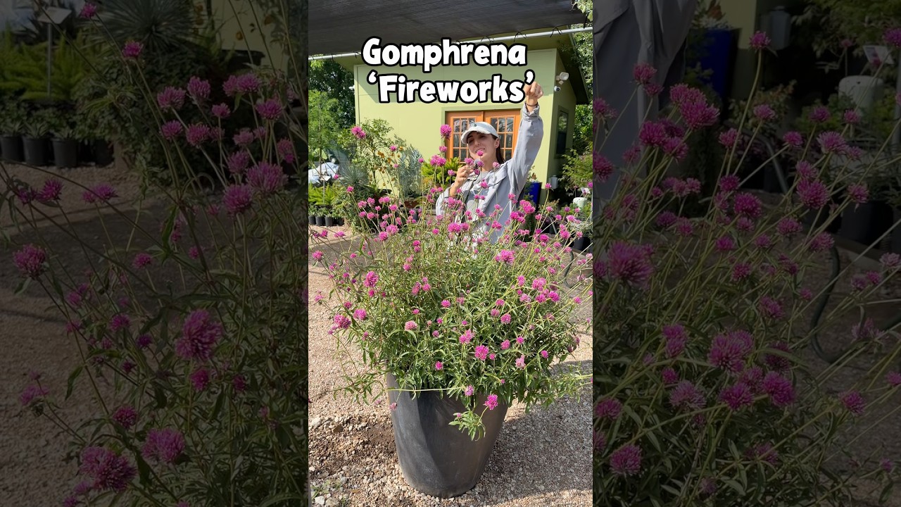A nursery professional at Vivero Growers sitting next to a large container filled with blooming Gomphrena Fireworks plants, showcasing their vibrant pink flowers.