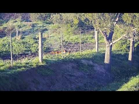 Driven Fox Hunt with Chiappa Triple Crown 20G and Dachshunds Victoria 28/06/2020