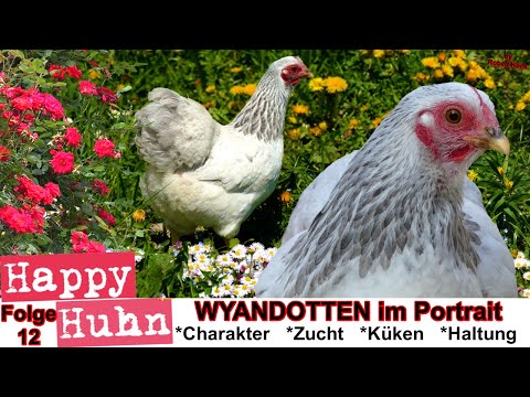 , title : 'E12 Wyandotten Hühner im Rasseportrait - HAPPY HUHN - Zwerg-Wyandotten - Zucht Geschichte, Farben'