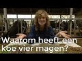 Waarom heeft een koe vier magen? | Het Klokhuis