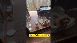 Download lagu Oh my goodness…Small one is flying 🥰🥰🥰.i just need them 🐶🐶🐕🐕#short #youtubeshorts #puppy mp3