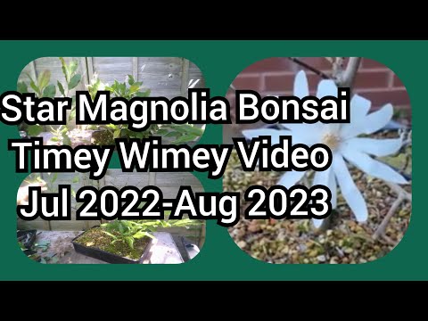 Star Magnolia Bonsai Timey Wimey Jul 2022 -Aug 2023 1