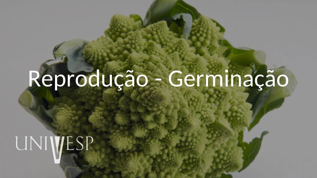 Fisiologia Vegetal - Aula 09 - Reprodução - Germinação