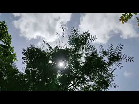 Time-lapse video #sunlight ,the #cloud, #tree