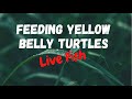 Feeding baby turtles live fish 
