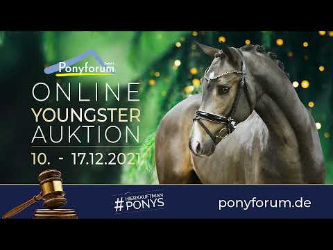 CONFETTI 2j. Hengst v. Steendieks Cantuccini / Champus