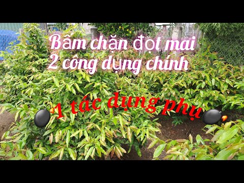 Bấm chặn đọt mai. Chú ý "tác dụng phụ đối với cây suy!"