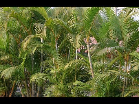 download lagu mp3 mp4 Type De Palmier, download lagu Type De Palmier gratis, unduh video klip Type De Palmier