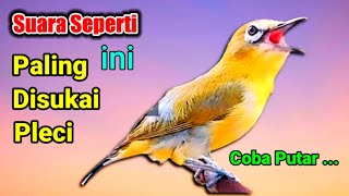 Download lagu PLECI GACOR suara ngalas - PANCINGAN PLECI DAKUN yang sulit BUNYI (SUARA BURUNG PLECI GACOR NEMBAK) mp3