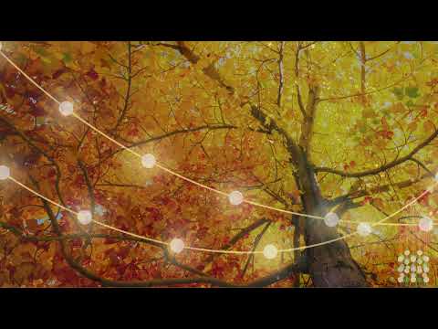 Autumn Ambience, Wind Chimes, Leaves Falling, Wind Blowing…🍁Autumn 🍂🍃