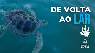 Três tartarugas-verdes voltam ao mar após tratamento no Aquário de Santos