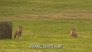 Overkill Coyote Hunt