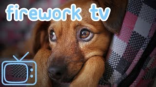 TVforDogsonBonfireNight&Diwali!DistractDogsFromLoudNoises!