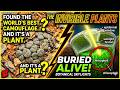The Living Stones: How Lithops Survived by Becoming Invisible
