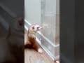 Are Ferrets Intelligent? Cinnamon